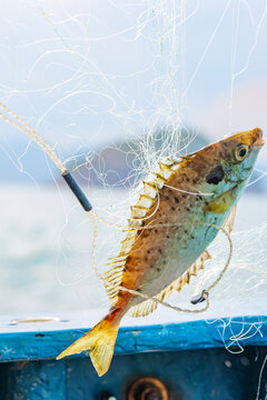 A spotted fish caught in a fishing net hanging on a boat deck with natural lighting