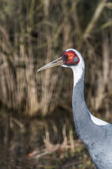 Fototapeta premium Close-up Portrait of a White-naped Crane with Distinctive Red Eye Patch and Elegant Plumage 