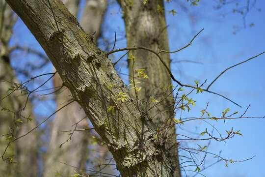 Frischer Austrieb einer Libanon-Eiche (Quercus libani) am Baumstamm im Fr&uuml;hling