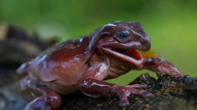 Dumpy tree frog eating a dragonfly