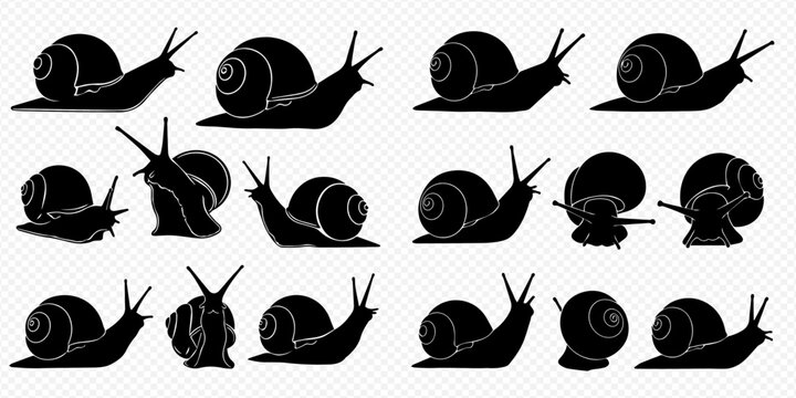 Set of various snail silhouettes, showing different poses and perspectives of the mollusk.