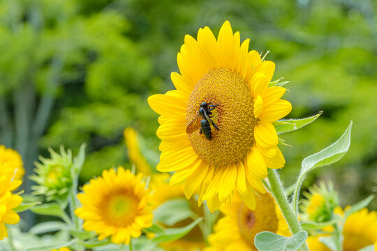 ひまわりの花に止まって蜜を吸う黒い蜂のクローズアップと自然の生態
