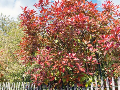 (Photinia &times; fraseri) Photinia de Fraser 'Red Robin'. Arbuste de haie dress&eacute; et touffu, aux branches pourpr&eacute;es, charg&eacute;es d'un feuillage brillant, coriace, rouge bordeaux et vert fonc&eacute;
