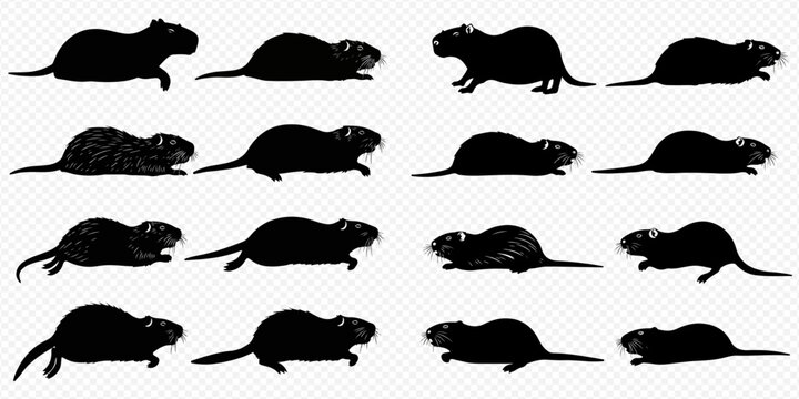 Set of black silhouettes of nutria in various poses, isolated on white background.