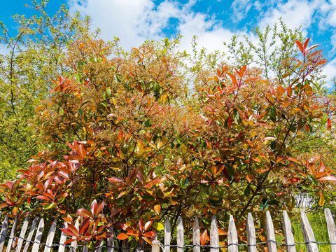 (Photinia &times; fraseri) Photinia de Fraser 'Red Robin', arbuste de haie aux feuilles magnifiquement color&eacute; de vert et rouge pourpr&eacute; brillant et de fleurs blanc-cr&egrave;me en ombelles  