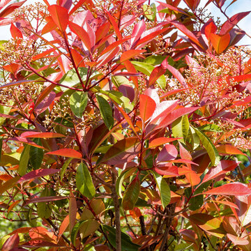 (Photinia &times; fraseri) Photinia de Fraser 'Red Robin'. Feuilles rouge-cuivr&eacute; et vert fonc&eacute;, ovales et  l&eacute;g&egrave;rement dent&eacute;es sur tiges pourpre avec fleurs naissantes blanc-cr&egrave;me en ombelles mousseuses