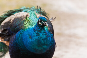Obraz premium Close-up of Colorful Peacock Feathers with Vibrant Eye Pattern and Shimmering Texture 