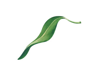 Fototapeta premium Realistic handmade watercolor illustration depicting one bright green lychee leaf. A clipart with natural curves. On an isolated background.