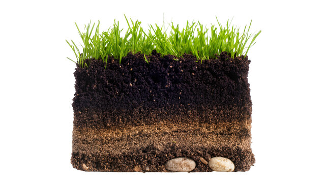 Cross-section of Soil Layers with Green Grass and Small Pebbles