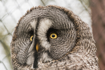 Fototapeta premium Extreme Close-up Portrait of a Great Grey Owl with Piercing Yellow Eyes 