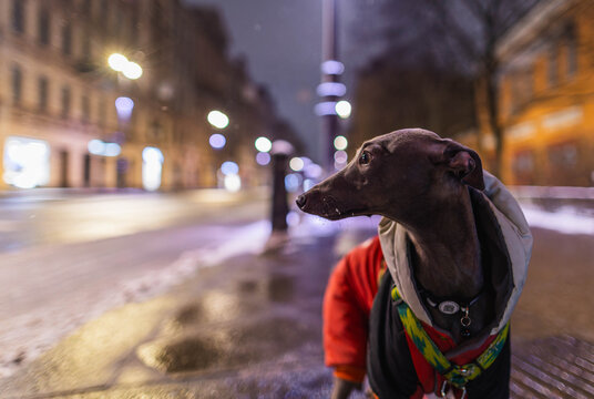 Small grey dog is standing on a wet road at night