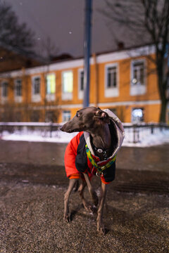 Small grey dog is standing on a wet road at night
