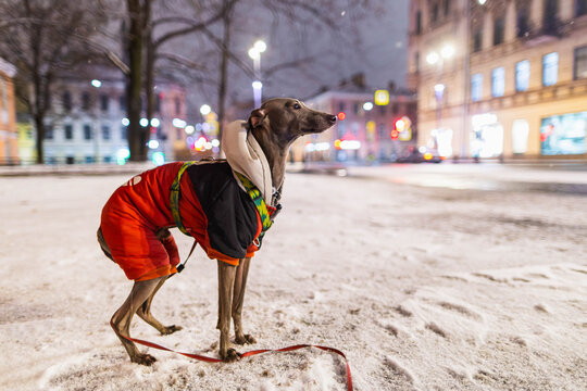 Small grey dog is standing on a wet road at night