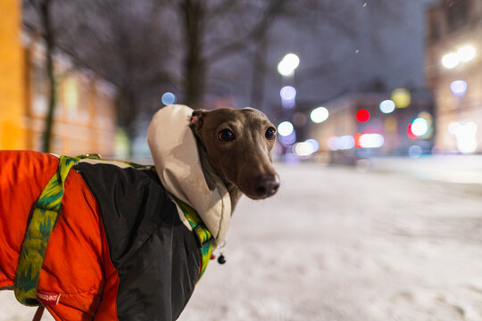 Small grey dog is standing on a wet road at night