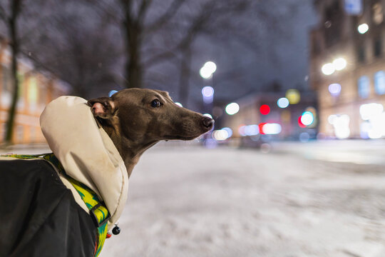 Small grey dog is standing on a wet road at night