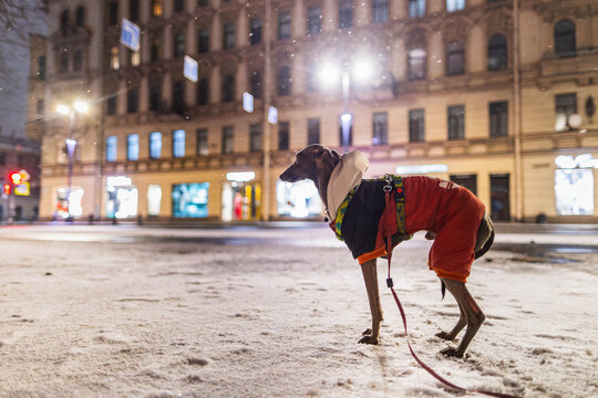 Small grey dog is standing on a wet road at night