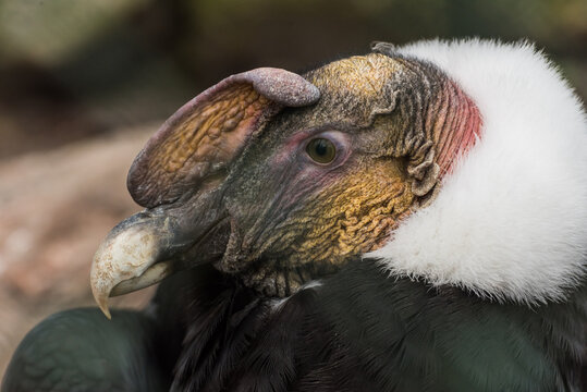 Close-up Portrait of a Majestic Male Andean Condor with White Ruff and Crest
