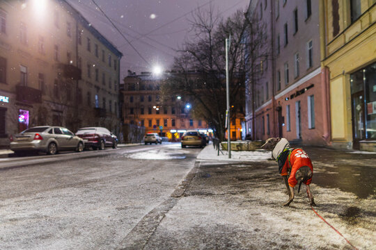Small grey dog is standing on a wet road at night