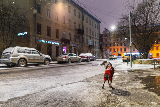 Small grey dog is standing on a wet road at night