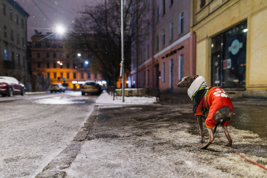 Small grey dog is standing on a wet road at night