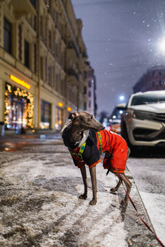 Small grey dog is standing on a wet road at night