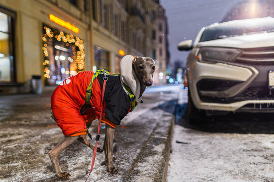 Small grey dog is standing on a wet road at night