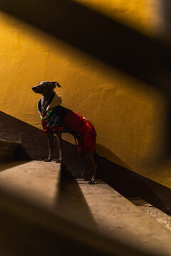 Little grey dog in a doorway