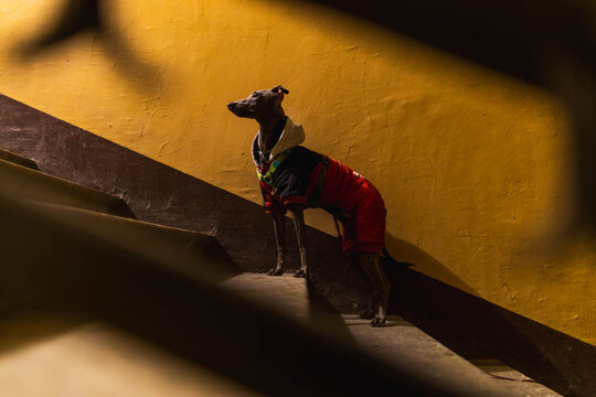 Little grey dog in a doorway