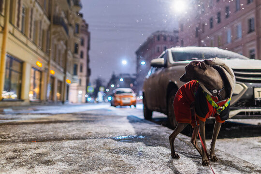 Small grey dog is standing on a wet road at night