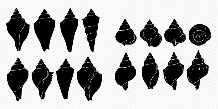 Set of various black seashell silhouettes, including conch, whelk, and spiral shells, on a transparent background.