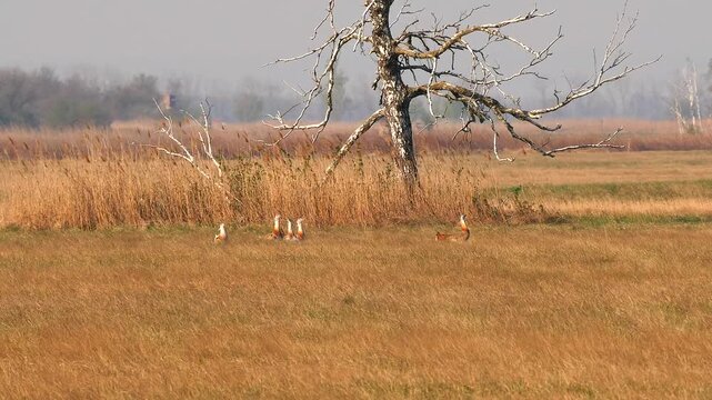 great bustards in beautiful landscape 335