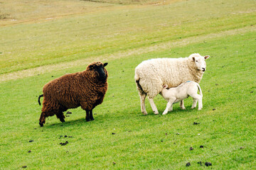 Fototapeta premium Peaceful Flock of Sheep Grazing on a Coastal Dike, Spring Pasture with Vibrant Green Grass in Natural Daylight