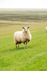 Obraz premium Peaceful Flock of Sheep Grazing on a Coastal Dike, Spring Pasture with Vibrant Green Grass in Natural Daylight