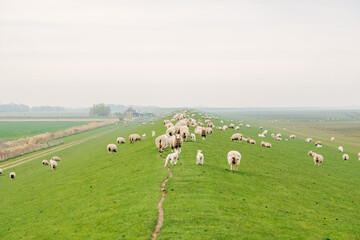 Obraz premium Peaceful Flock of Sheep Grazing on a Coastal Dike, Spring Pasture with Vibrant Green Grass in Natural Daylight