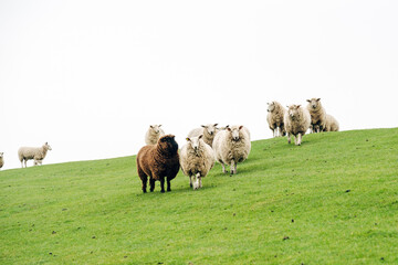Fototapeta premium Peaceful Flock of Sheep Grazing on a Coastal Dike, Spring Pasture with Vibrant Green Grass in Natural Daylight