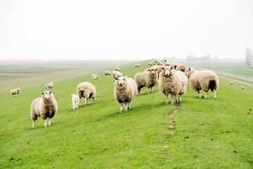 Obraz premium Peaceful Flock of Sheep Grazing on a Coastal Dike, Spring Pasture with Vibrant Green Grass in Natural Daylight