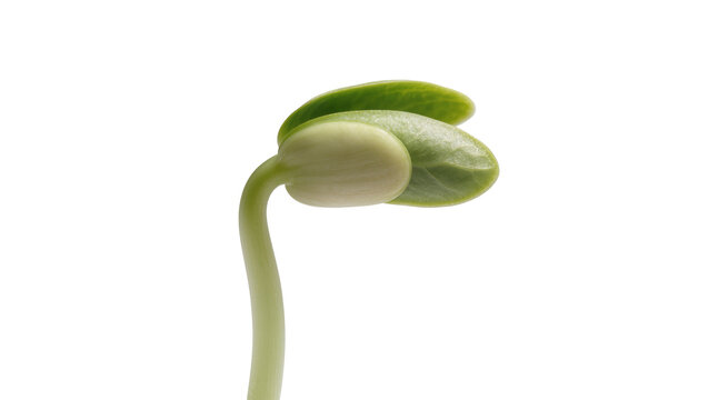 Emerging Pea Sprout with Green Cotyledons and Pale Stem
