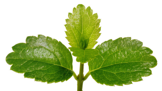 Vibrant green Mint Plant with Five Leaves and Stem