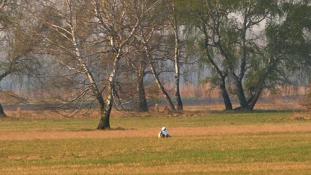 courting great bustard in beautiful landscape 312
