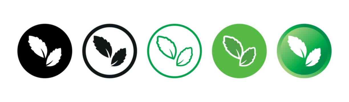 Stevia Sweet Green Plant Leaves Vector Icons Set on White Background. Sugar Substitute. Organic, Bio and Ecological Icon. Health Care Logo Element.