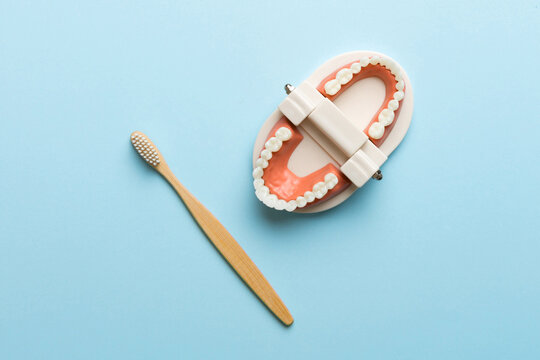 Closeup model of a human jaw with white teeth and Toothbrush. Dentistry conceptual photo. Prosthetic dentistry. False teet top view with copy space