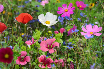 Obraz premium Garten 1546