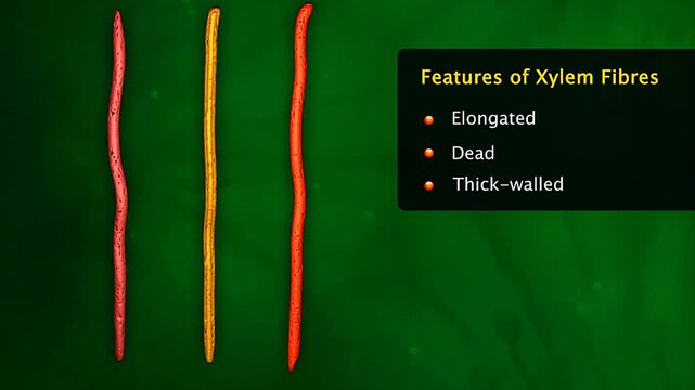 Types of cells in xylem tissues-xylem fibers and xylem parenchyma