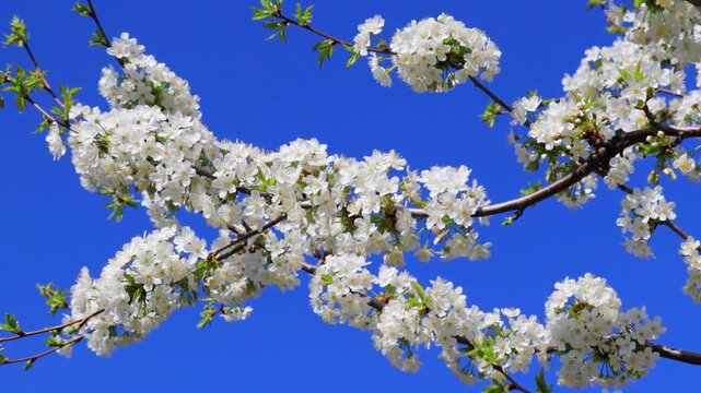 White cherry blossom branch swaying in wind against blue sky, spring blooming tree with white buds and flowers, copy space for text, close up sakura branch in motion, seasonal nature background, fresh