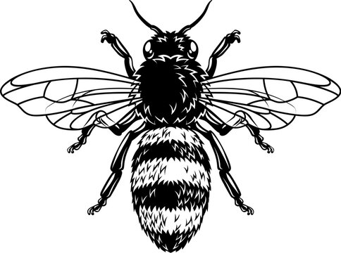 Bumble honey queen bee honeybee illustration in a vintage woodcut engraved etching style.