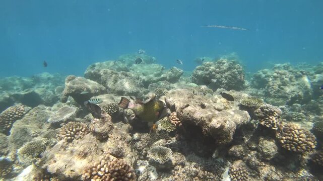 The titan triggerfish is swimming along the reef in the Indian Ocean, Maldives.