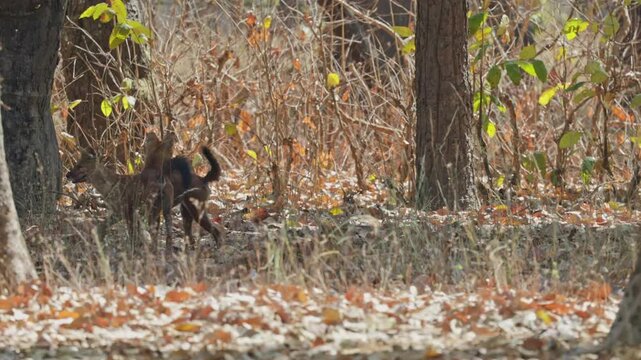 Two Dhole, Indian wild dogs, greeting each other