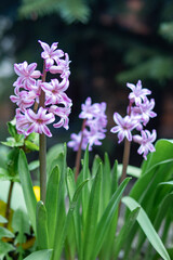 Obraz premium Purple spring flowers in garden with green leaves, natural background