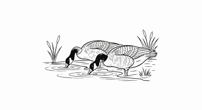 Two geese drinking water from a pond surrounded by reeds and grass