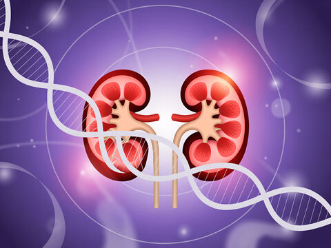 An illustration of human kidneys with a DNA double helix on a purple background